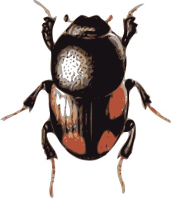 jbruce beetle  caccobius 