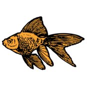 johnny automatic goldfish