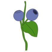 Machovka blueberry