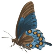 jbruce butterfly  papilio philenor    side