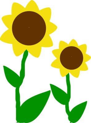 Machovka sunflowers