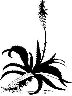 warszawianka Aloe