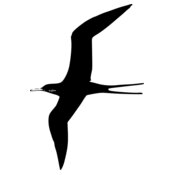 ryanlerch Frigate Bird