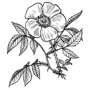 warszawianka Eglantine rose