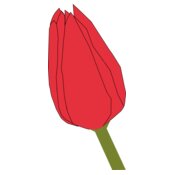 Machovka tulip2