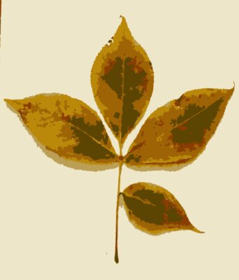 Various Missouri tree leaves