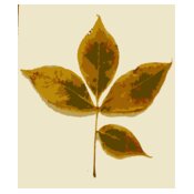 Various Missouri tree leaves
