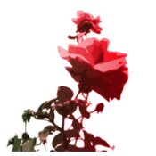 orru roses