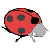 Machovka lady bug
