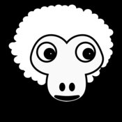 sheep001