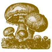 johnny automatic mushrooms