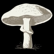 johnny automatic mushroom